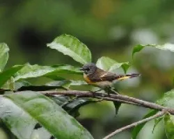 Setophaga ruticilla