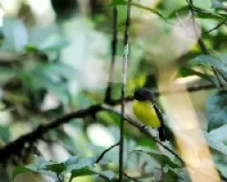 Carduelis psaltria