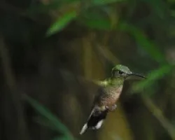 Heliodoxa jacula