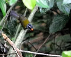 Arremon aurantirostris