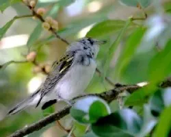 Dendroica pensylvanica