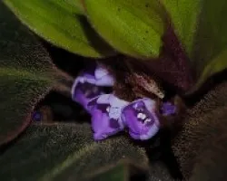 Violeta. 