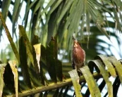 Butorides s.virescens
