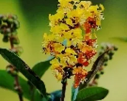 Flor del ábol de nance.( birsonima crassifolia