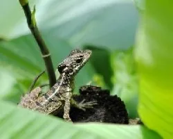 Basiliscus basiliscus