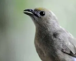 Thraupis palmarum