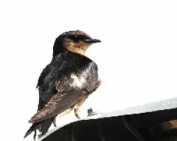 Progne chalybea