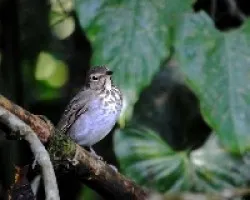 Catharus ustulatus