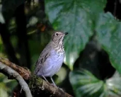 Catharus ustulatus