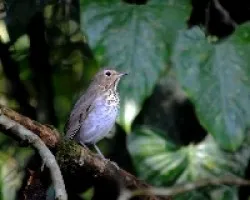 Catharus ustulatus