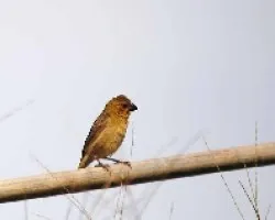 Sporophila minuta