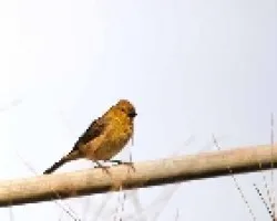 Sporophila minuta