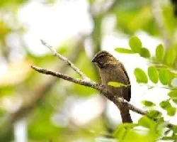 Tiaris olivaceus