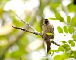 Tiaris olivaceus