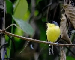 Todirostrum cinereum