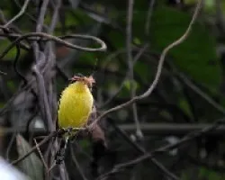 Todirostrum cinereum