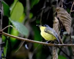 Todirostrum cinereum