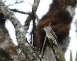 Mosquero