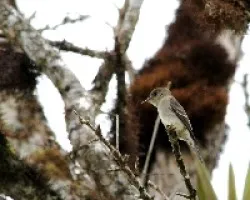 Mosquero