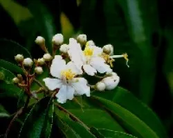 Flores del arbusto lengua de Vaca.