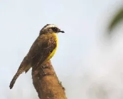 Myiozetetes similis