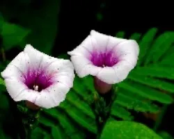 Flor de churristate