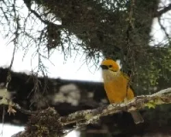 Tangara icterocephala