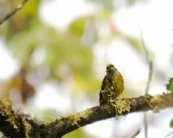 Tangara icterocephala