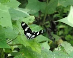 Heliconius doris