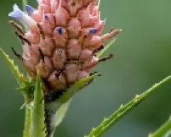 Pina de jardín o de adorno