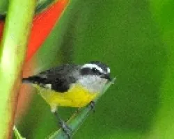 Coereba flaveola