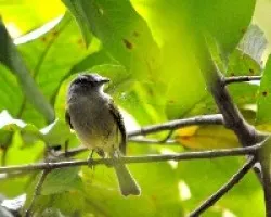 Tolmomyias sulphurescens