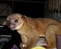 Potos flavus