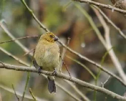 Sporophila americana