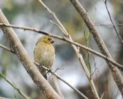 Sporophila americana