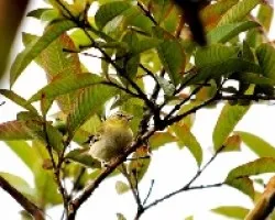 Oreothlypis peregrina