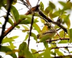 Oreothlypis peregrina