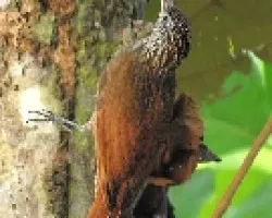 Xiphorhynchus flavigaster