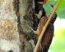 Xiphorhynchus flavigaster