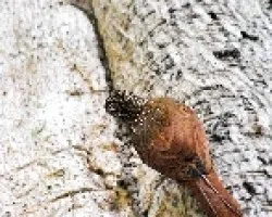 Xiphorhynchus flavigaster