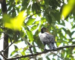Phalacrocorax brasilianus
