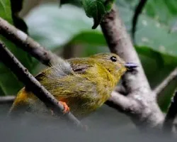 Manacus arantiacus