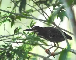 Butorides virescens