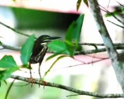 Butorides virescens