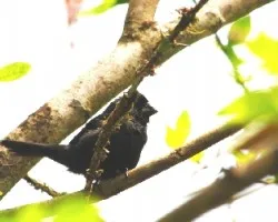 Oryzoborus funereus