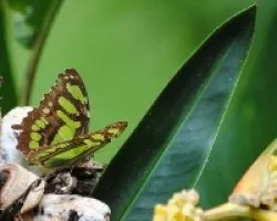 Siproeta stelenes biplagiata