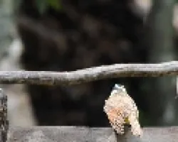 Pitangus sulphuratus