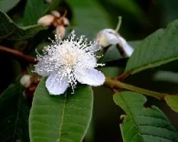 Flor de la guayaba