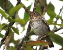 Catharus ustulatus