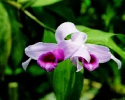 Sobralia (flor de un día)